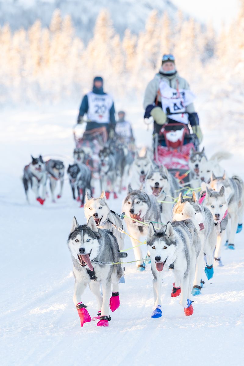 MUSH Synnfjell 2016 - bilder tatt av Kristine Slyngstad